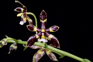Phalaenopsis mannii fma. black Judy Su HCC/AOS 75 pts.
